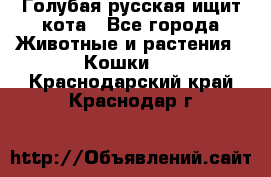 Голубая русская ищит кота - Все города Животные и растения » Кошки   . Краснодарский край,Краснодар г.